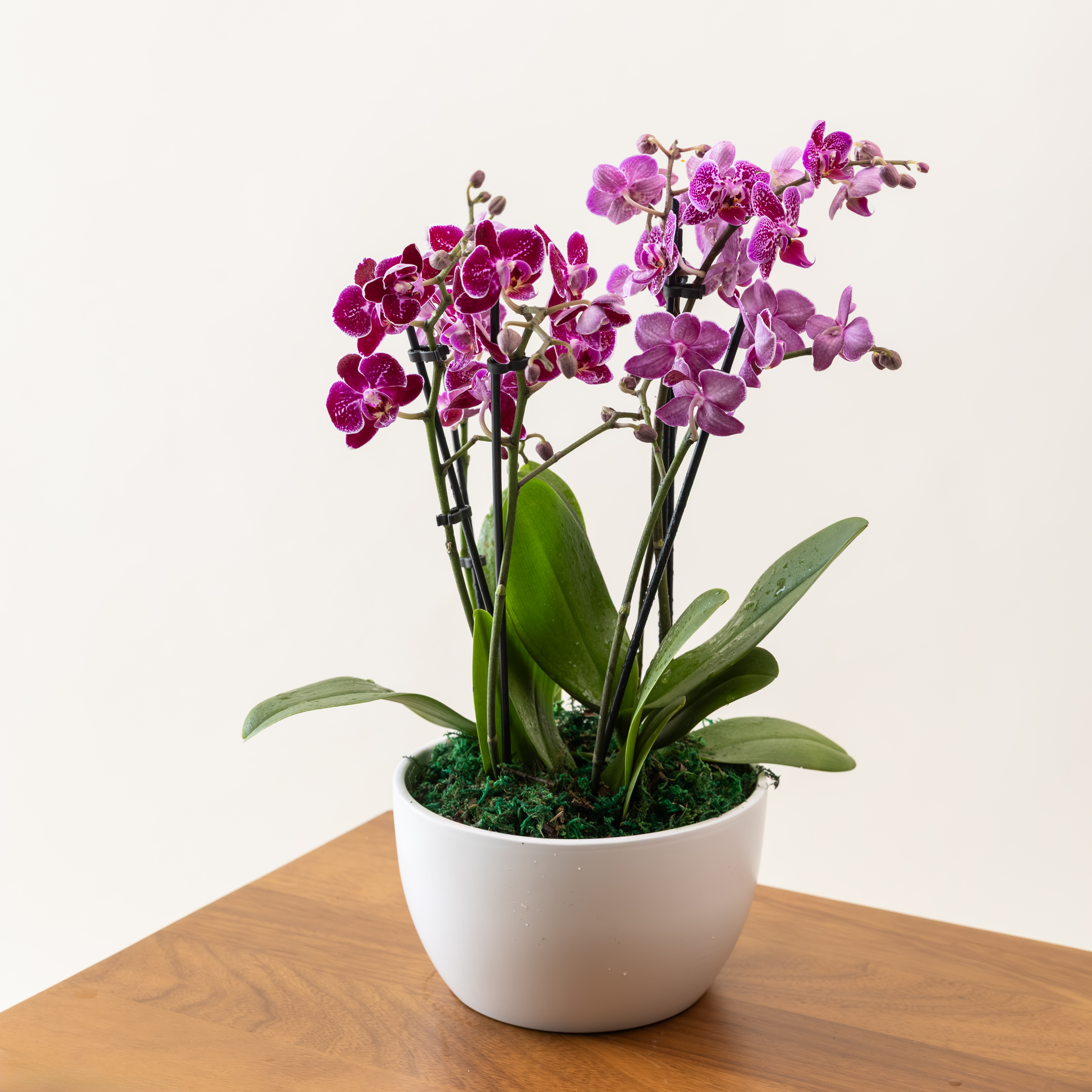 Phalaenopsis Mini Decore in Ceramic Bowl