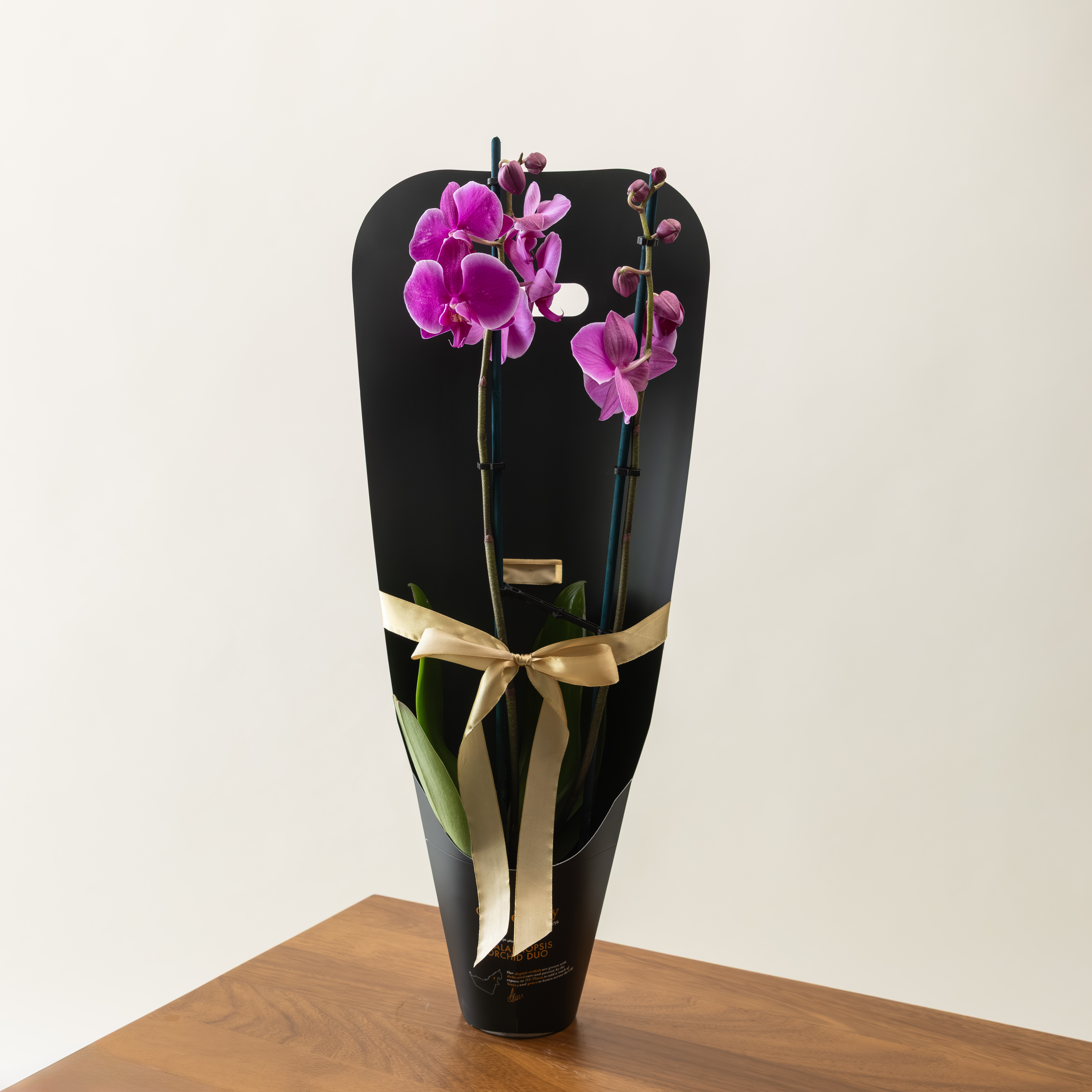 Discovery by Spinneys Phalaenopsis Purple Orchid Duo