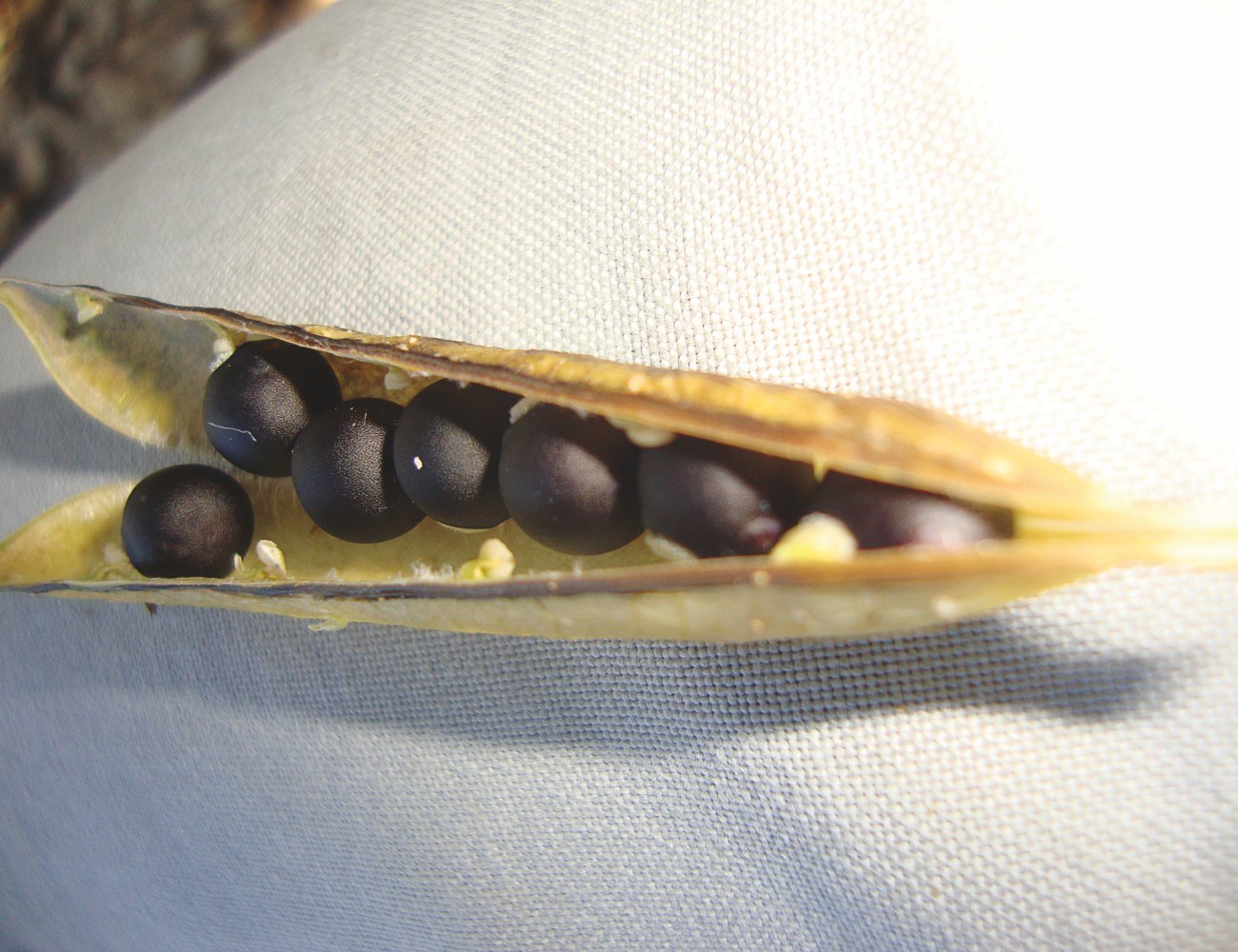 A mature pod of Pisum Sativum, a type of wild pea