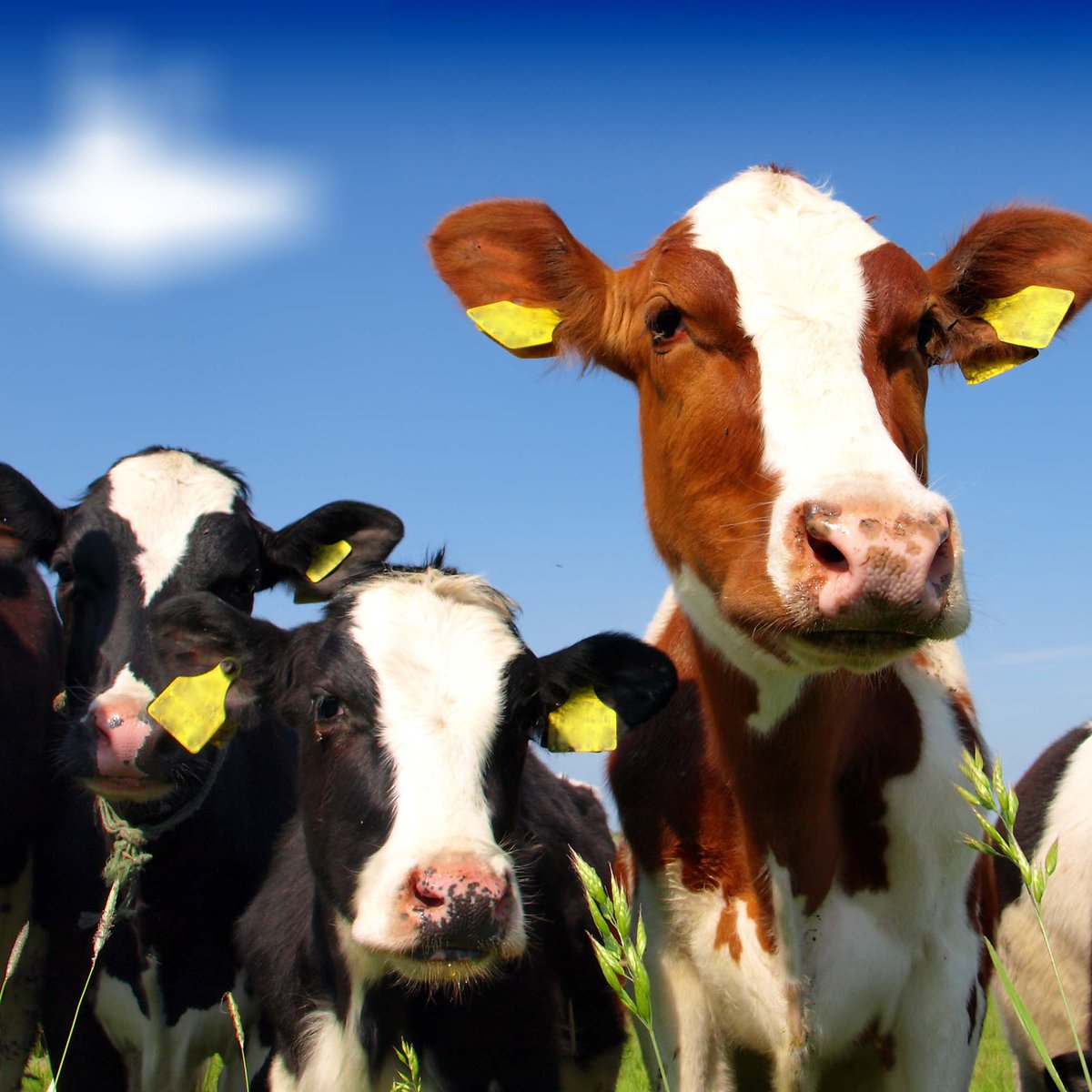 Al Ain Farms: as fresh as dairy gets