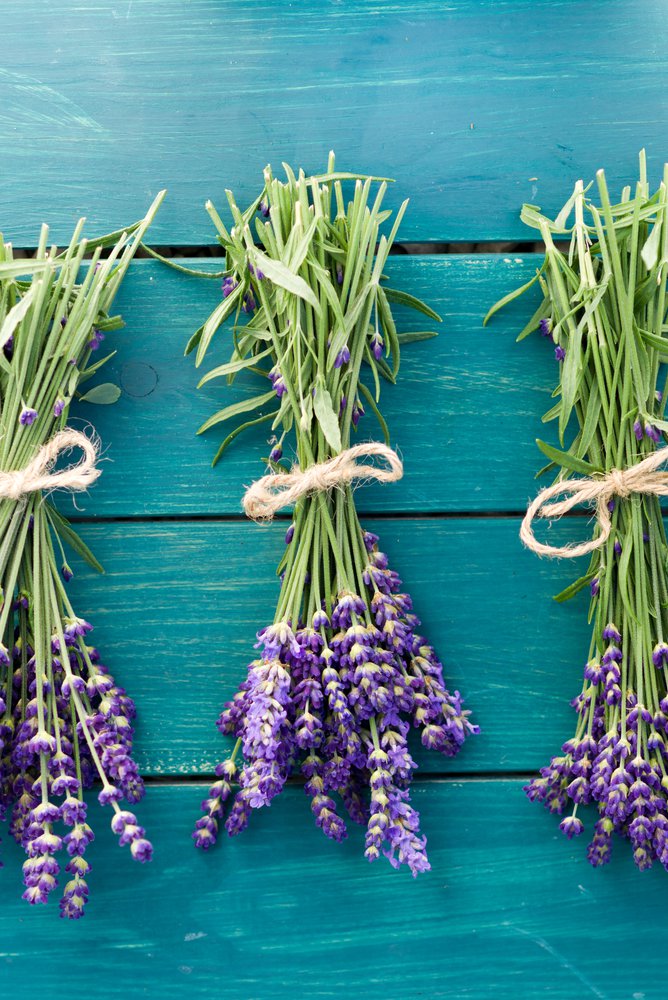 Lavender is a Provence trademark