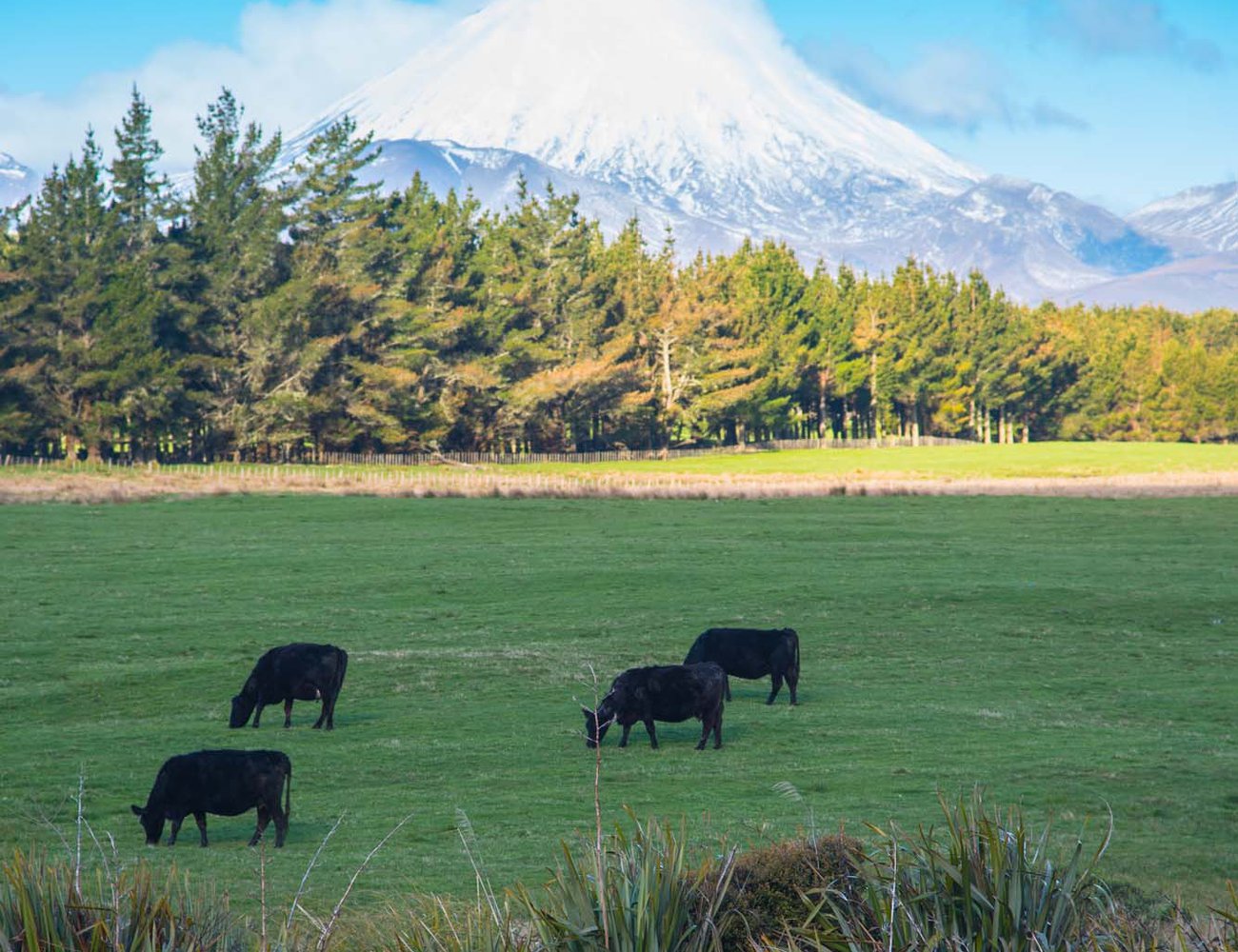 Some of New Zealand's 6.6 million cows graze under Mount Ngauruhoe - Mount Doom in the films
