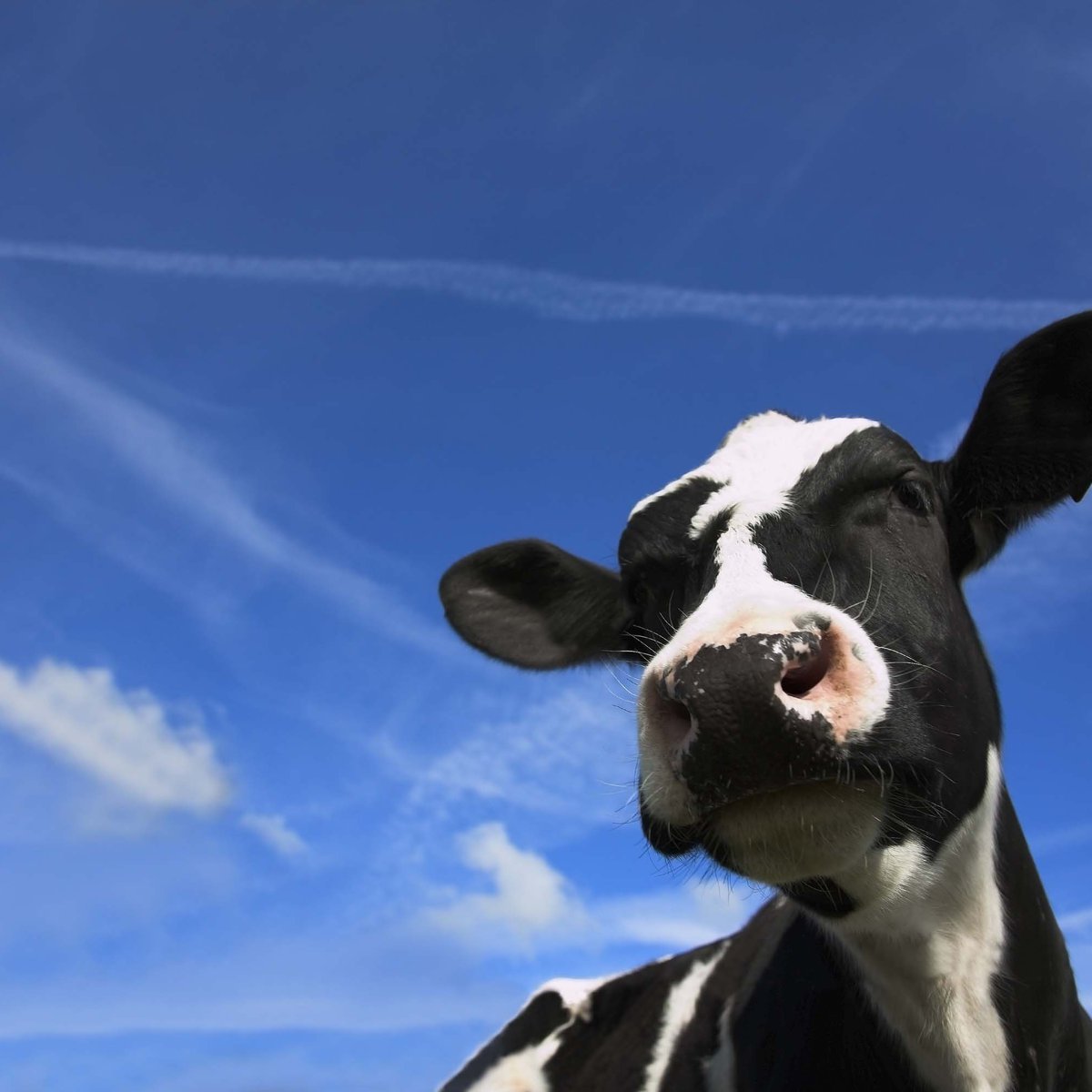 Al Ain Farms – The UAE’s first dairy