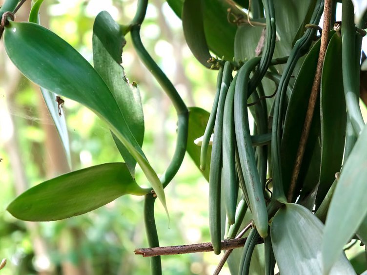 Yussuf Said | Nutmeg with its mace casing | Vanilla