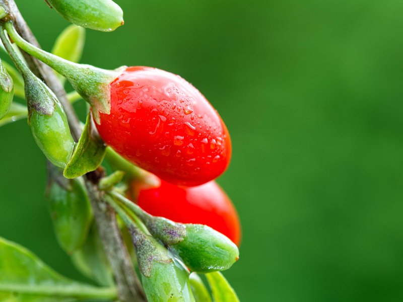 تعرف على المزيد حول المكونات الأقل شهرة