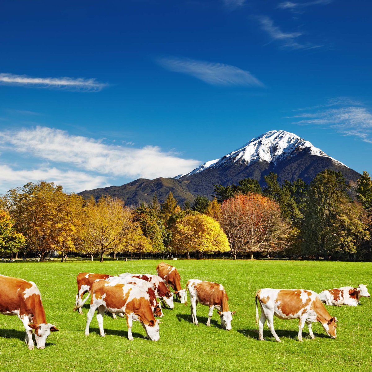 سلامة وجودة الأغذية في نيوزيلندا