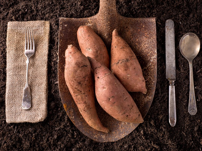 البطاطا الحلوة مليئة بالبيتا كاروتين الذي يعتبر عنصر مفيد للجلد