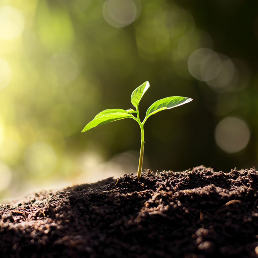 The essence of the Earth