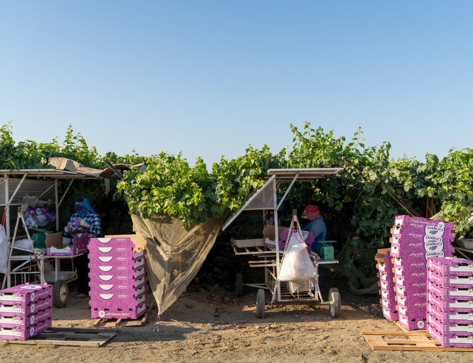 Pickers harvest the grapes in the early hours of the morning to escape the heat