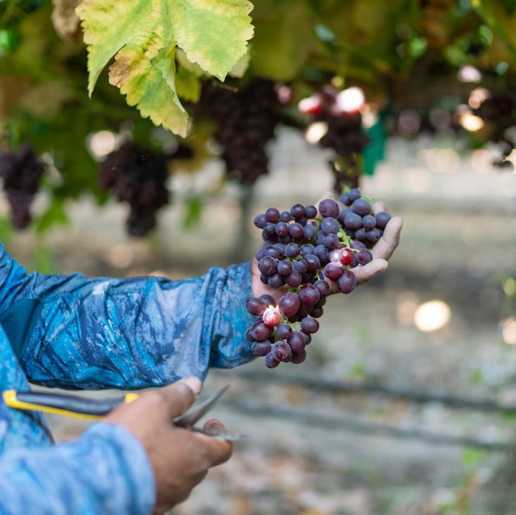 Pickers know the exact size, colour and structure of grapes with the best flavour