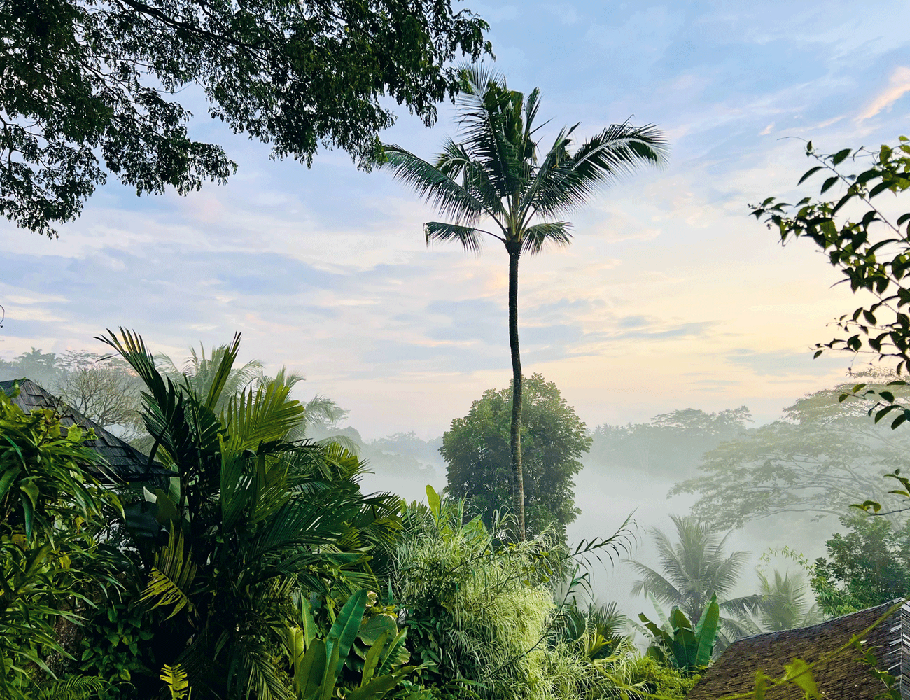 Mist rises and falls mysteriously over the jungle canopy