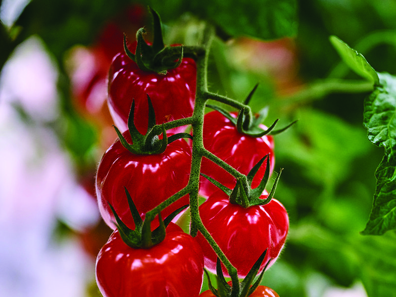 Tomatoes are grown inside glasshouses where bumblebees are indispensable to the pollination process │ Paul Howlett, head of production at Isle of Wight Tomatoes │ It takes 10 to 12 weeks for 50-day old plants to be ready for harvesting