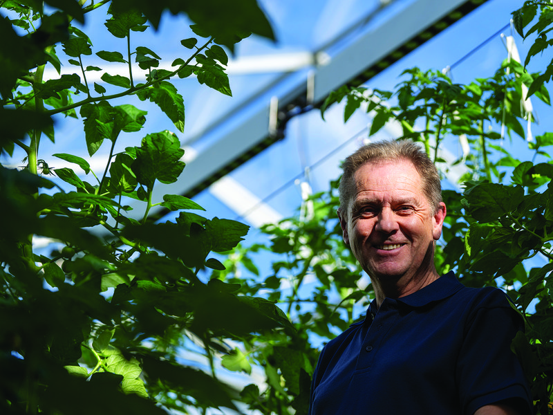 Tomatoes are grown inside glasshouses where bumblebees are indispensable to the pollination process │ Paul Howlett, head of production at Isle of Wight Tomatoes │ It takes 10 to 12 weeks for 50-day old plants to be ready for harvesting