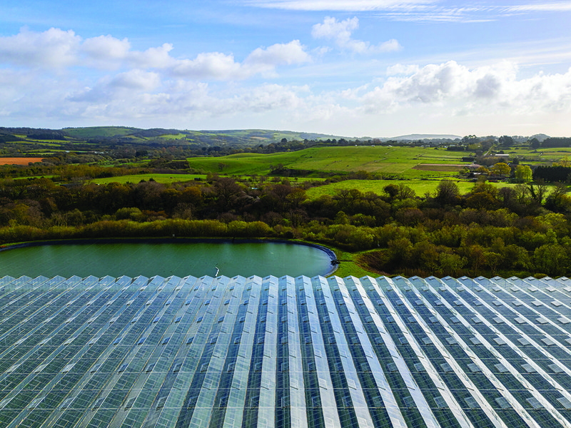 Rainwater is collected from the roofs of glasshouses and from reservoirs to be used during the main growing season │ The interior of the Isle of Wight is protected from cold snaps and heatwaves due to the sea’s insulating influence │ Tomato plants are treated with the utmost care │ The Golden Cœur De Bœuf tomato variety will  soon be available at Spinneys