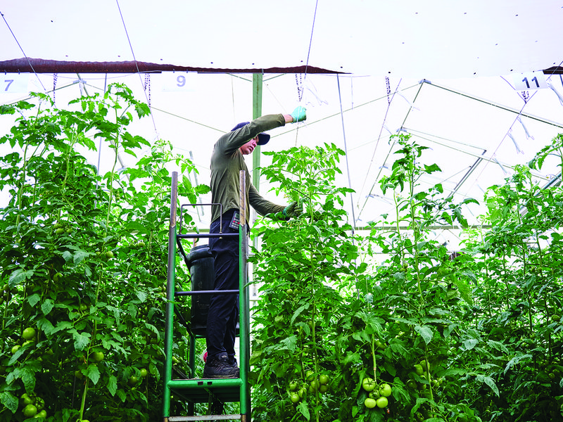 Rainwater is collected from the roofs of glasshouses and from reservoirs to be used during the main growing season │ The interior of the Isle of Wight is protected from cold snaps and heatwaves due to the sea’s insulating influence │ Tomato plants are treated with the utmost care │ The Golden Cœur De Bœuf tomato variety will  soon be available at Spinneys