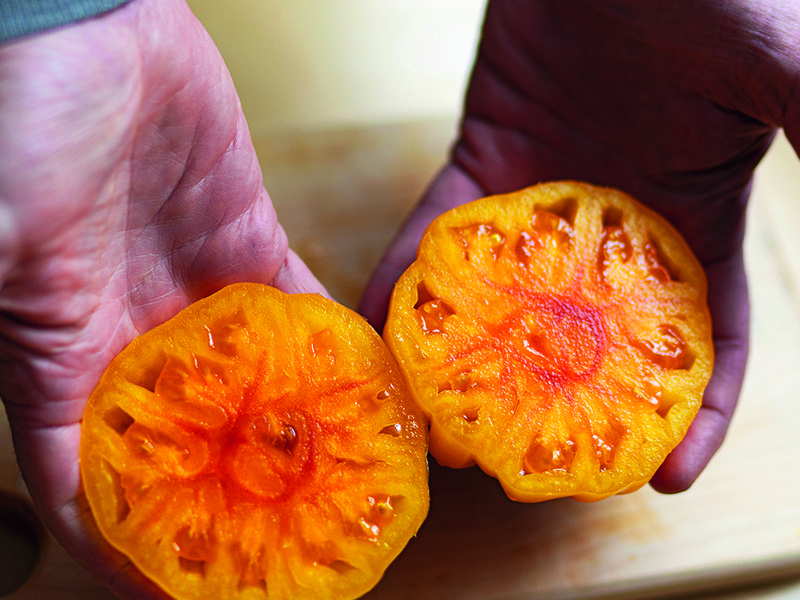 Rainwater is collected from the roofs of glasshouses and from reservoirs to be used during the main growing season │ The interior of the Isle of Wight is protected from cold snaps and heatwaves due to the sea’s insulating influence │ Tomato plants are treated with the utmost care │ The Golden Cœur De Bœuf tomato variety will  soon be available at Spinneys